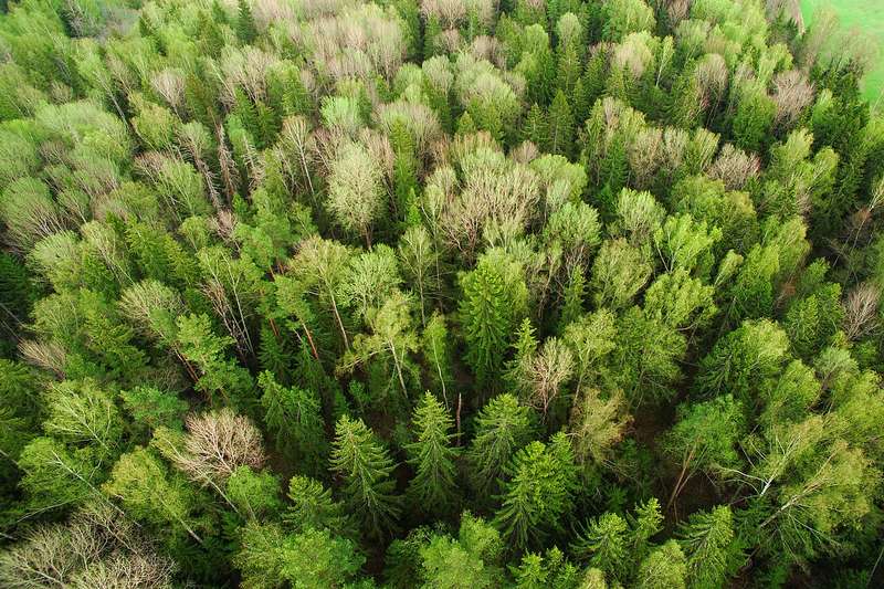 Aerial view of a forest