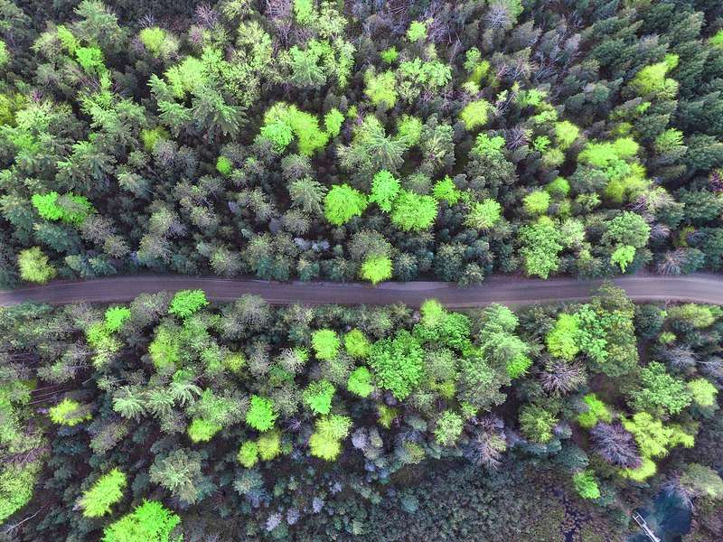 Aerial view of a forest crossed by a road