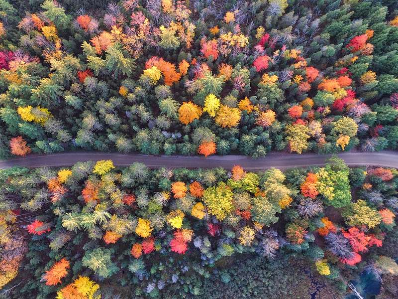 Aerial view of a forest crossed by a road